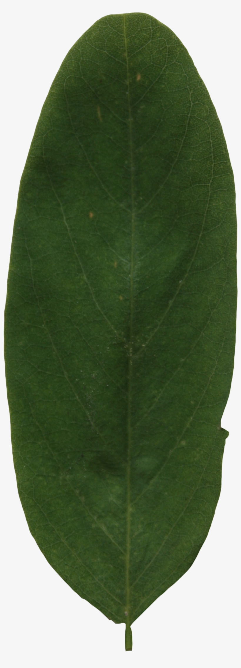 2d Leaves - Bay Laurel, transparent png #3164848