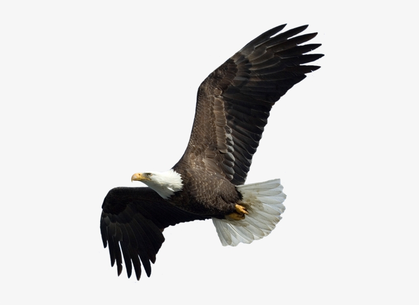 Eagle Soaring Png We - Wallhogs Eagle Ii Cutout Wall Decal, transparent png #3164849