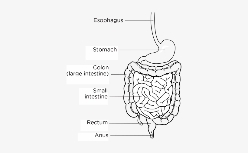The Digestive System - Line Art, transparent png #3165143