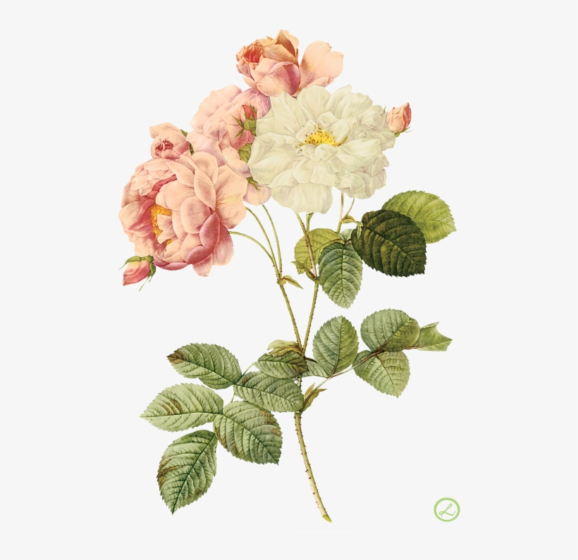 Flower Illustration By Pierre-joseph Redoute - Roses Pierre Joseph, transparent png #3165193