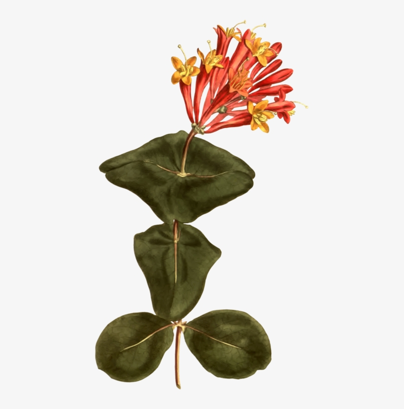 Coral Honeysuckle Botany Flower Botanical Illustration - Tumpet Honeysuckle Illustration, transparent png #3165316