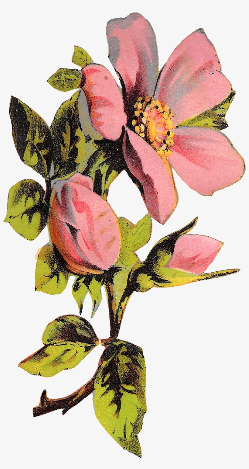 Flower Rose Floral Botanical Art Illustration Clipart - Botanical Illustration, transparent png #3165409