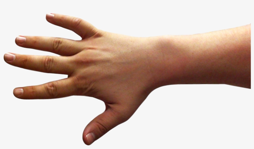 5back - Thumb, transparent png #3165413