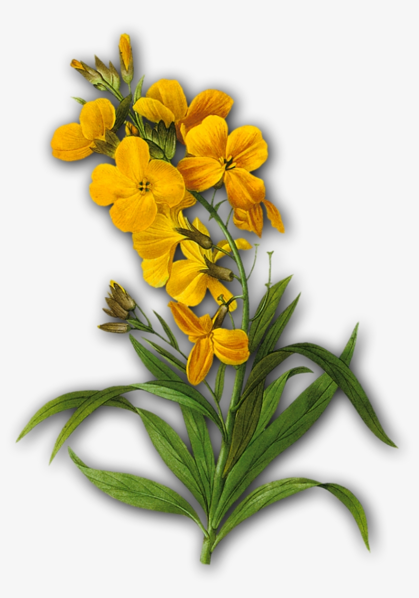 蘭花 手繪, transparent png #3165457