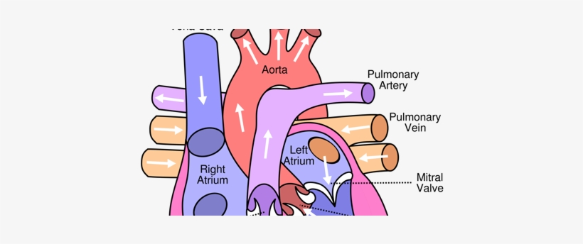 Circulatory System Grade 6, transparent png #3165529