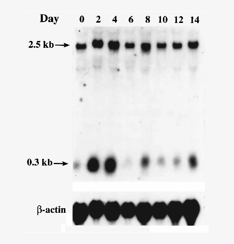 Time Course Of Surf 6 Gene Expression Of Es Hepor Cells - Black-and-white, transparent png #3165597