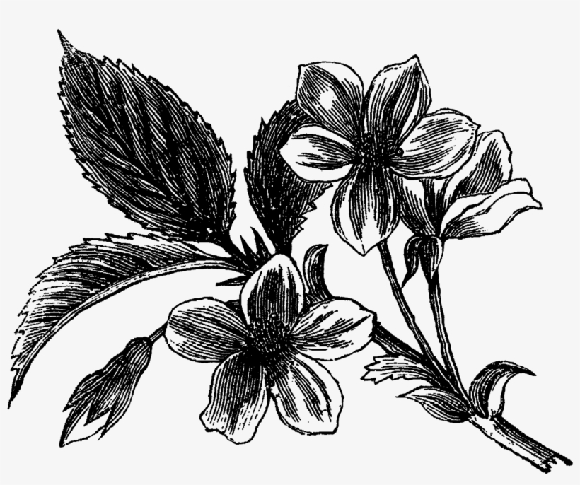 Any Of These Digital Flower Illustrations Make For - Clip Art, transparent png #3165620