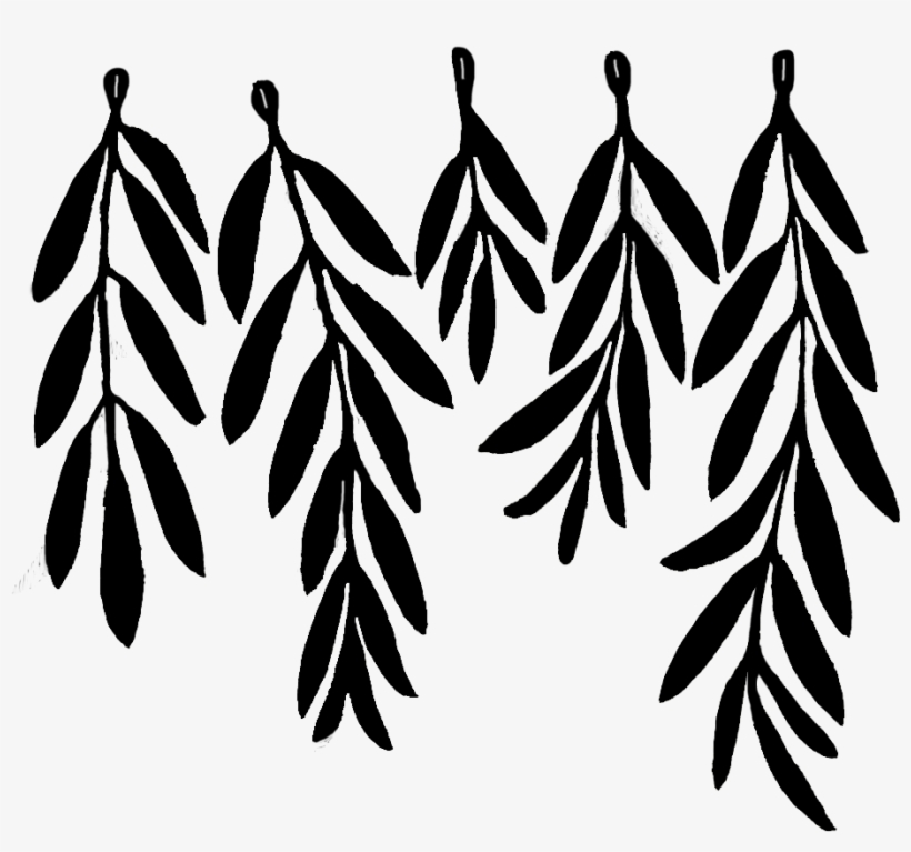 Olive-branches - Olive Leaf Drawing, transparent png #3166284