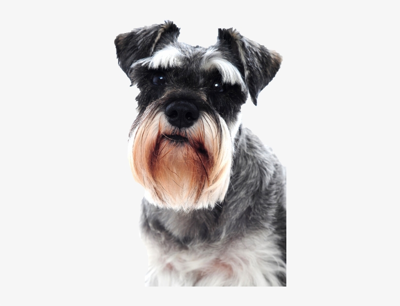 Beds, Collars And Accessories - Keep Calm And Love Schnauzers, transparent png #3167117