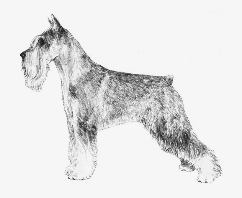 Schnauzer, transparent png #3167272