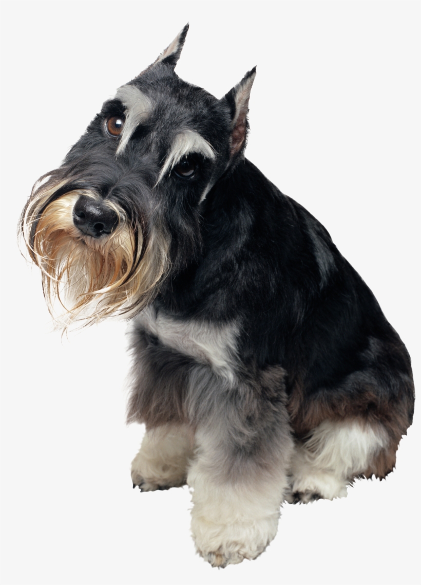 Schnauzer Art Pendant, Schnauzer Necklace, Puppy Pendant,, transparent png #3167322