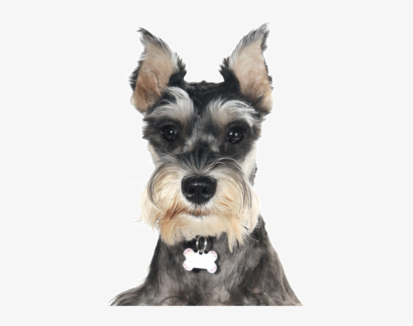 Search - Adorable Schnauzer Puppies, transparent png #3167345