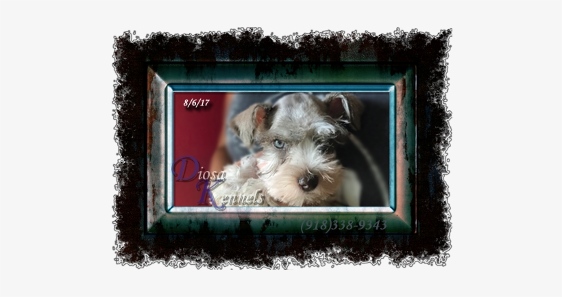 Diosa Kennels Miniature Schnauzer Puppy For Sale Oklahoma - Oklahoma, transparent png #3167371