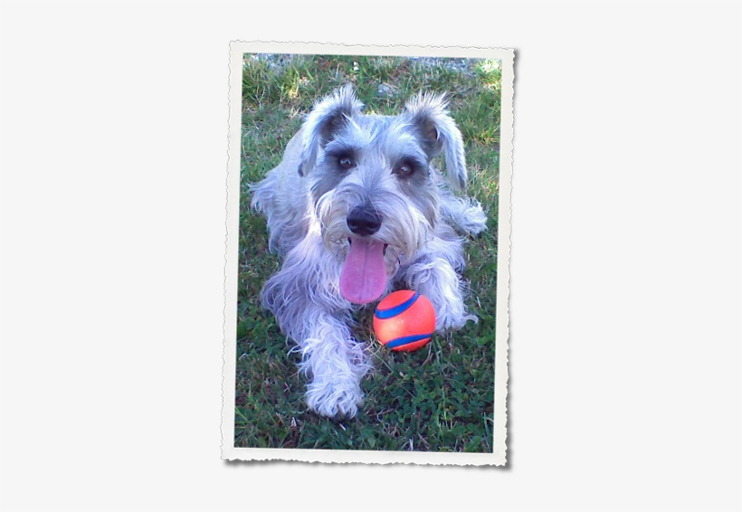 Miniature Schnauzer Female May 30th, - Histiocytic Sarcoma, transparent png #3167615