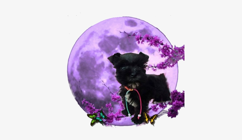 Welcome To Schnauzer Envy - Full Moon, transparent png #3167638