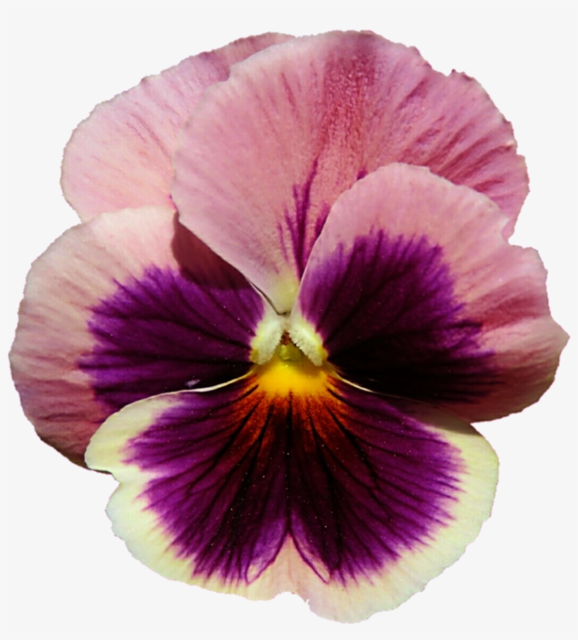 Pink And Purple Pansy By Jeanicebartzen27 On Deviantart - Pink And Purple Pansy, transparent png #3167672