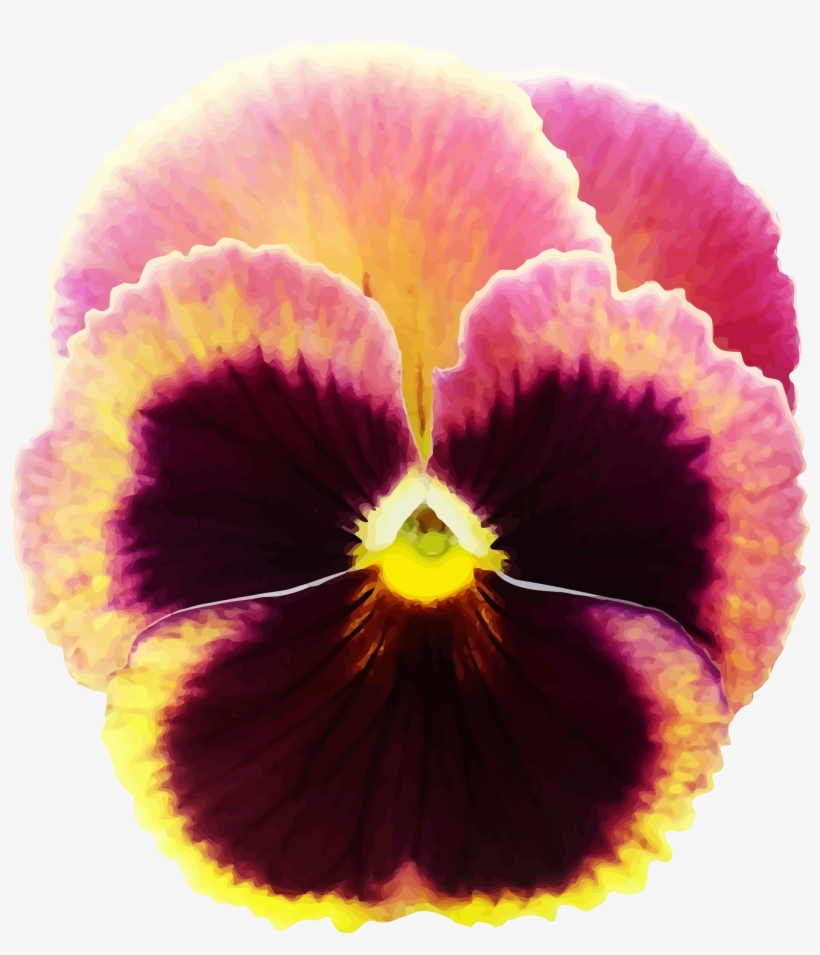 Pansy - Pansy Clipart, transparent png #3167706