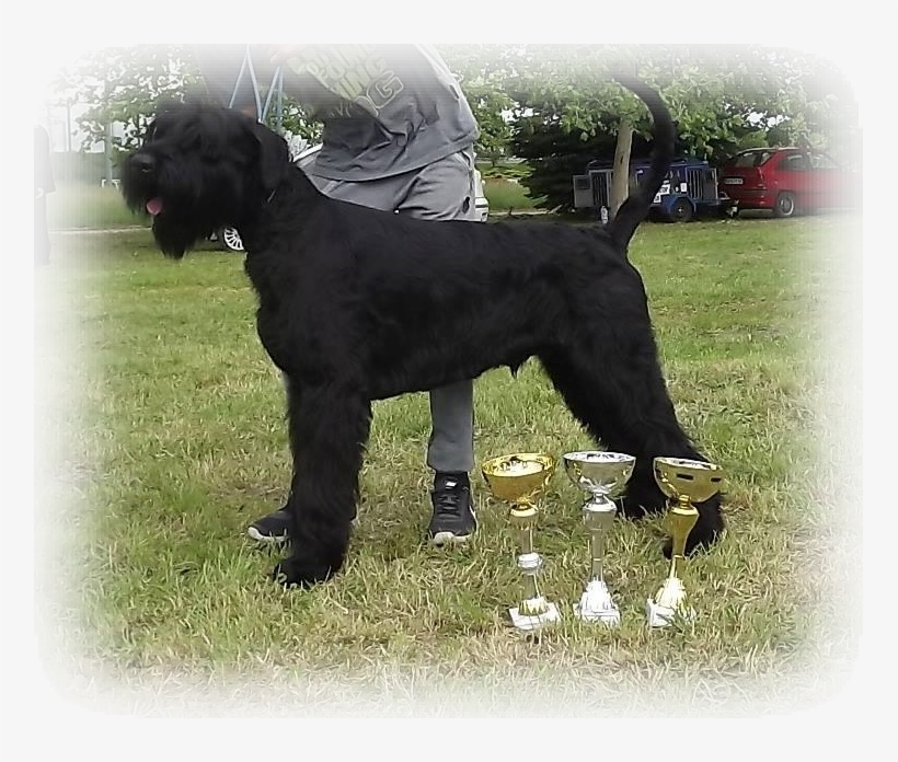 Imported In '18 - Standard Schnauzer, transparent png #3167768