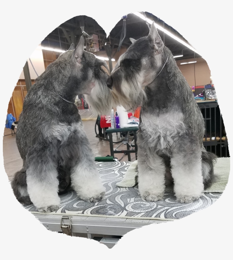 Planning For - Standard Schnauzer, transparent png #3168038