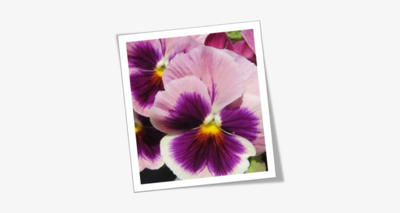 Pansy Tribute With Pancreatic Cancer Action - Pansy, transparent png #3168057