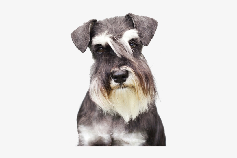 Bama Double Pet Bowl - Pet Care, transparent png #3168060