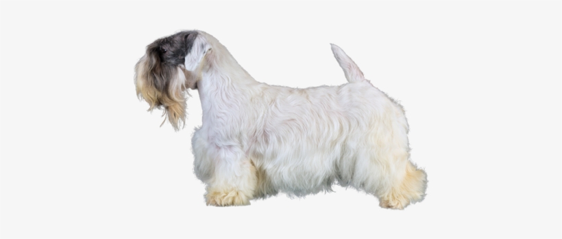 Profile Of Sealyham Terrier - Sealyham Terrier, transparent png #3168077