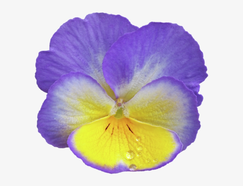 Click And Drag To Re-position The Image, If Desired - Pansy, transparent png #3168081
