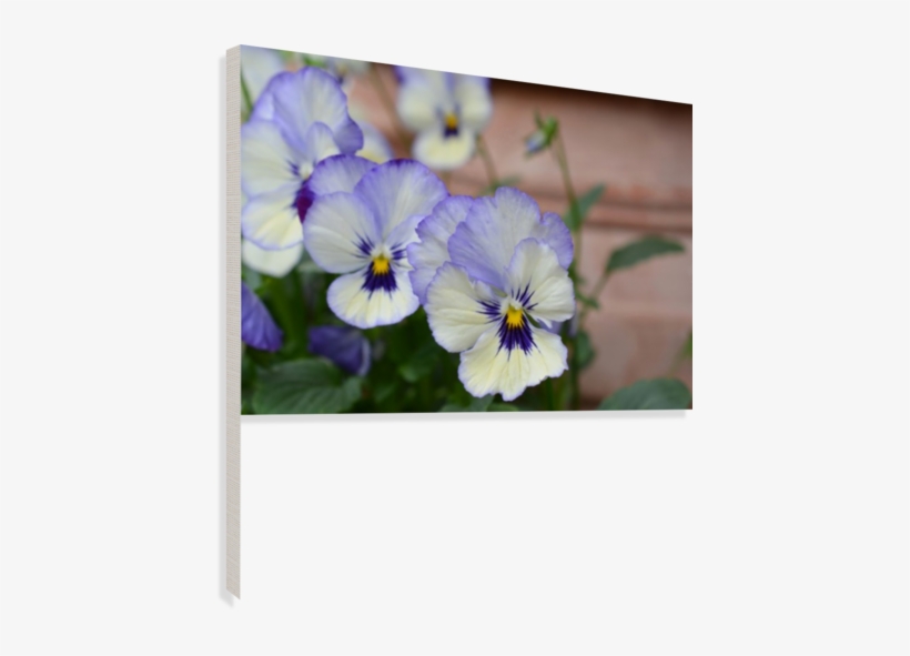 Blue Pansy Photograph Canvas Print - Pansy, transparent png #3168327