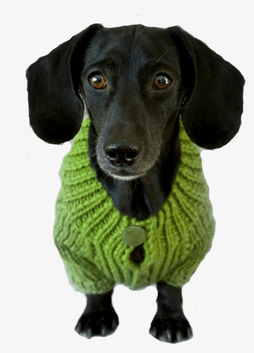 Taking Time To Teach Your Dog Essential Skills Will - Dachshund, transparent png #3168412