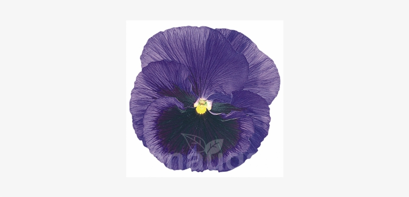 Hazzard's Seeds Pansy Inspire+ Blue Blotch 1,000 Seeds, transparent png #3168515