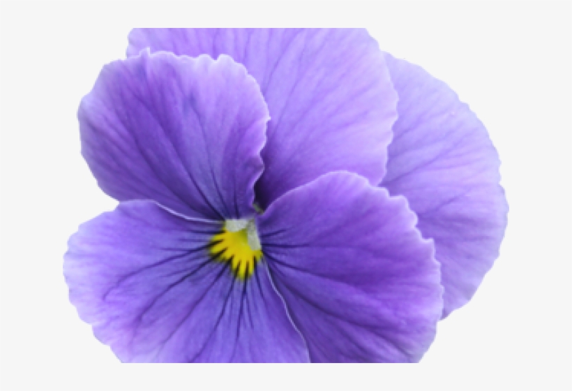Pensamiento Flor Png, transparent png #3168539