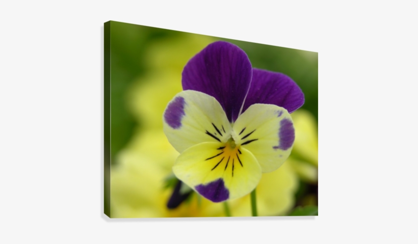 Yellow Pansy Photograph Canvas Print - Pansy, transparent png #3168748