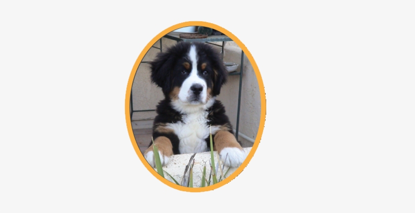 As With Any Large Dog, Supervision Is Recommended With - Mountain Dog, transparent png #3168926