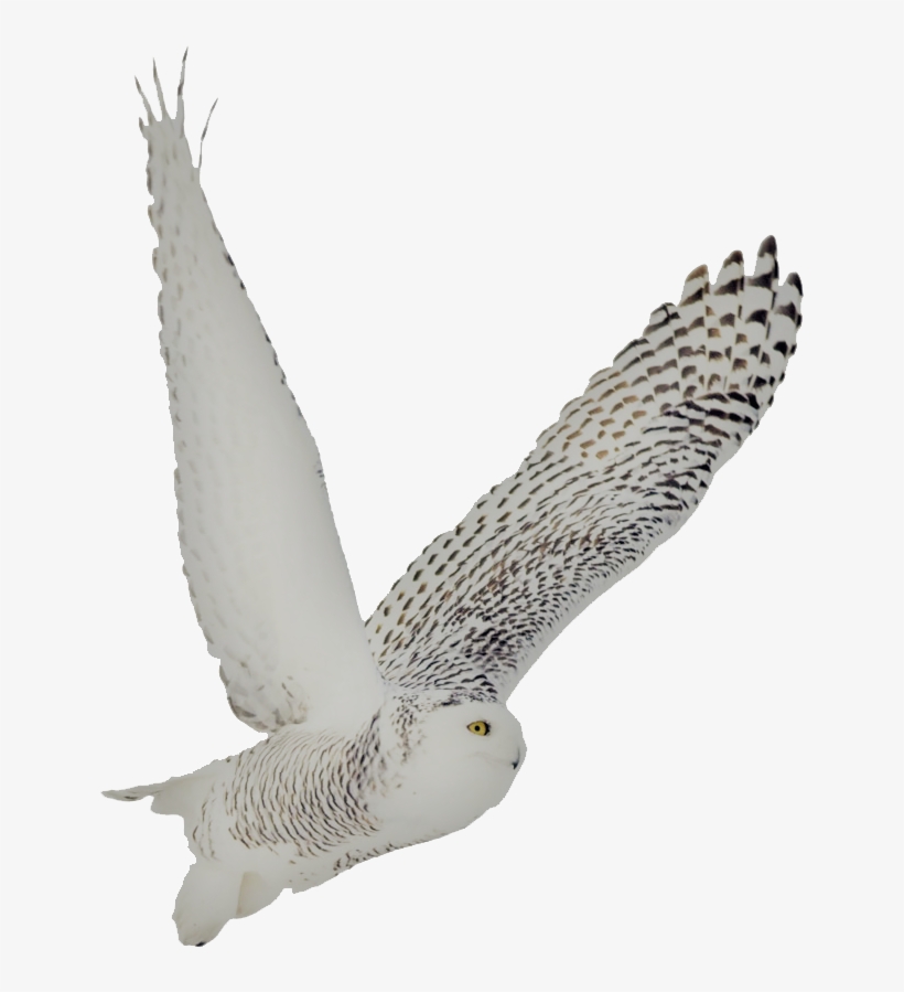 Snowy Owl Soto Side - Buzzard, transparent png #3169028