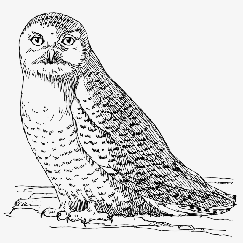 Owl 1558 - Antistresové Omalovánky Ke Stažení Zdarma - Free Transparent Png Download - Pngkey