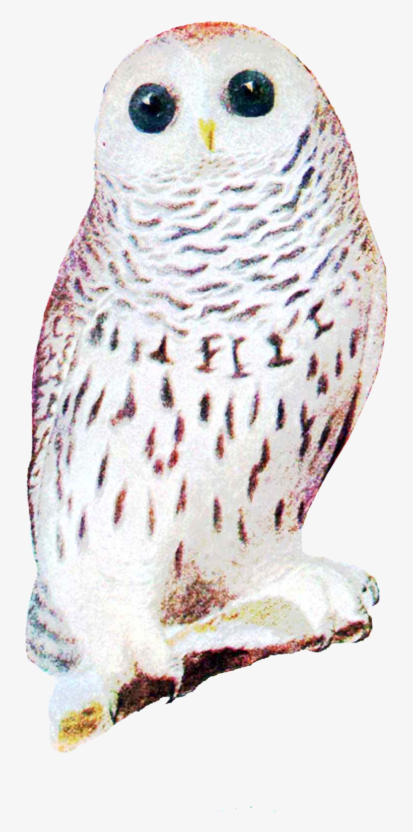 A White Owl And A Brown Owl In Format - Animal Brooch Owl Woodland Jewelry For Her White Owl, transparent png #3169986