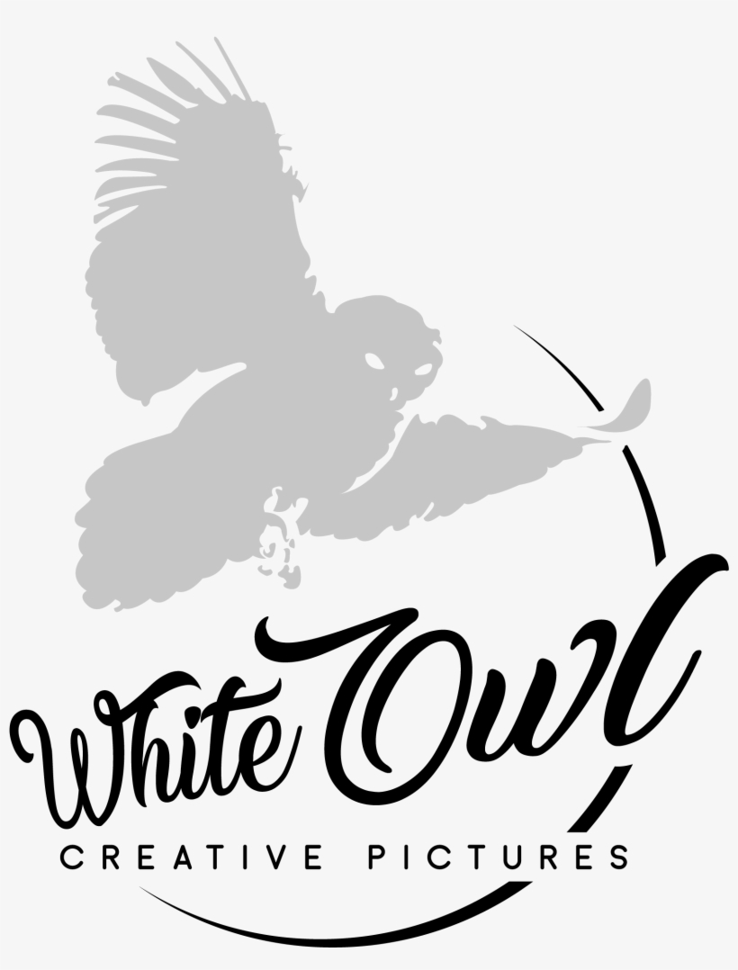 White Owl Creative Pictures Company Logo, Providing - Accipitridae, transparent png #3170010