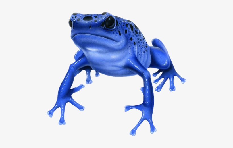 What Is The Most Poisonous Animal In The World - Blue Poison Dart Frog Drawing, transparent png #3171506
