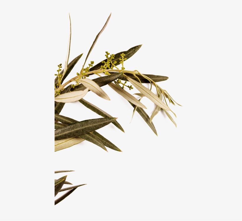Dafna Comes From The Greek Word Δάφνη , Which Means - Leaf, transparent png #3172578
