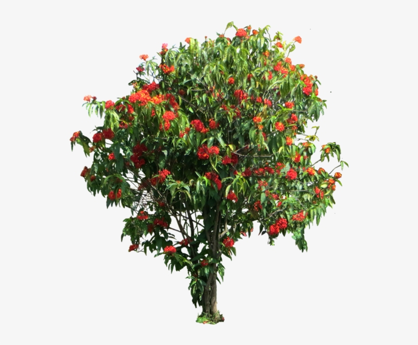 Share This Image - Ixora Coccinea Png, transparent png #3174044