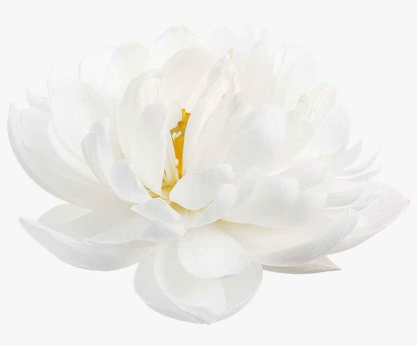 “ White Lotus From The Nymphaea Genus - White Lotus Flower White Background, transparent png #3174045