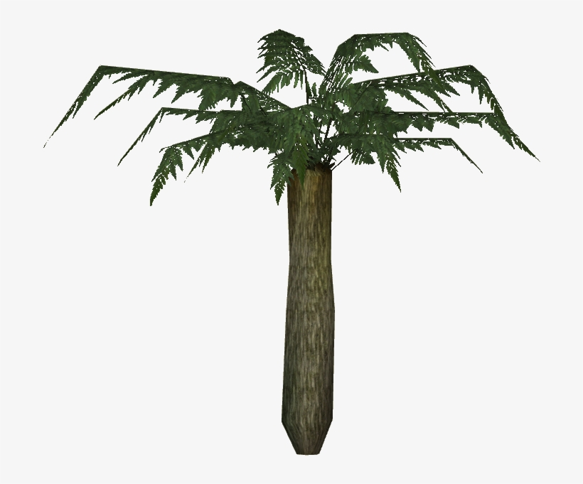 Large Tree Fern - Roystonea, transparent png #3174070