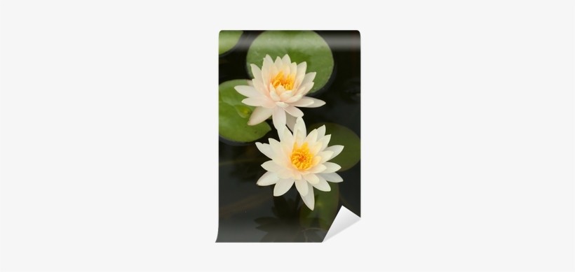 Canvas Print, transparent png #3174212