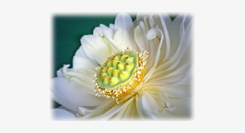 Nanda Devi Indian Double White Lotus - Nanda Devi, transparent png #3174832