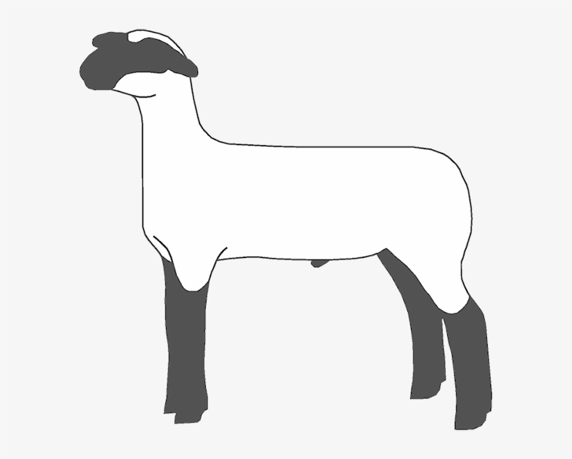 If You Found This Page By Searching For Show Lamb Clip - Show Sheep Clipart, transparent png #3176549