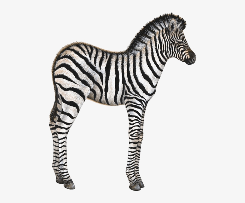 Baby Zebra Animal Wall Decal Sticker - Zebra Wall Decal, Home Decor ...