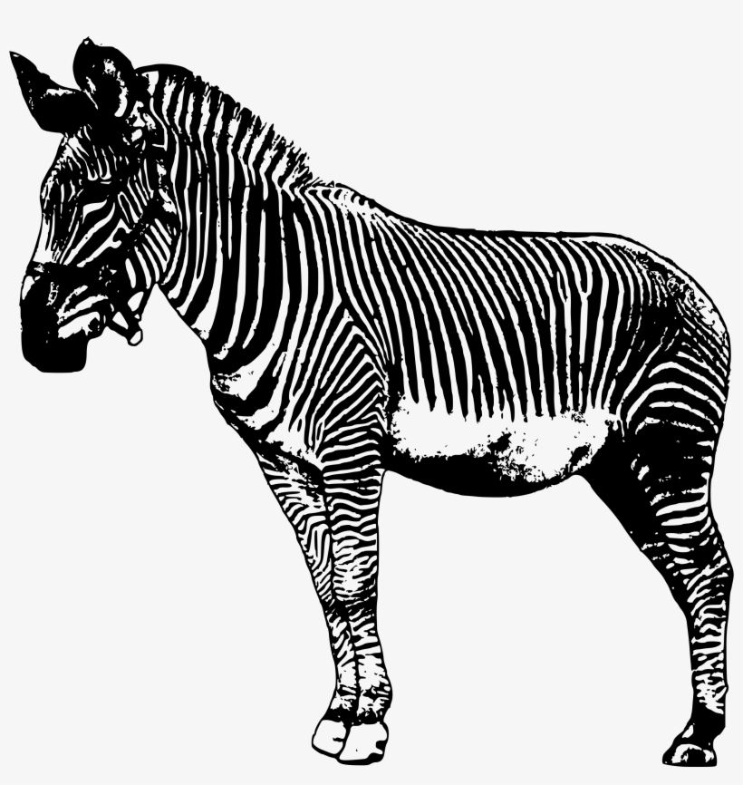 Zebra Clipart Big - Realsitc Zebra Cartoon Png, transparent png #3181113