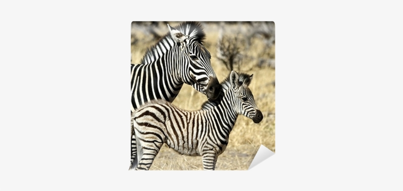 Vertebrate Animals, transparent png #3181202