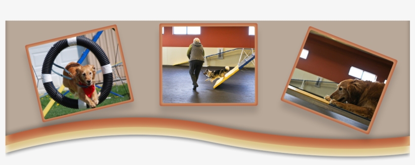 Training - Shamrock Pet Resort, transparent png #3181689