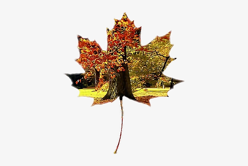 Ftefallleaves Leave Tree Fall Autumn - Tree, transparent png #3182381